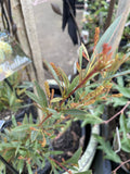 GREVILLEA SYNAPHEAE 14CM