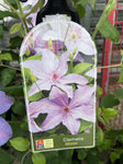 CLEMATIS MINISTER 20CM