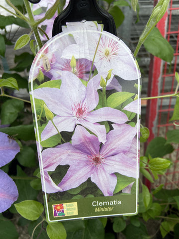 CLEMATIS MINISTER 20CM