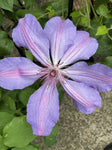 CLEMATIS MINISTER 20CM