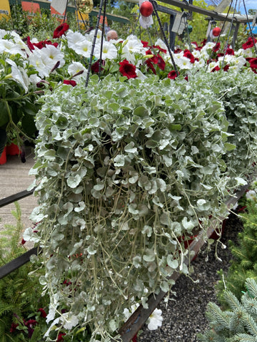 DICHONDRA SILVER FALLS HANGING BASKET 27CM 