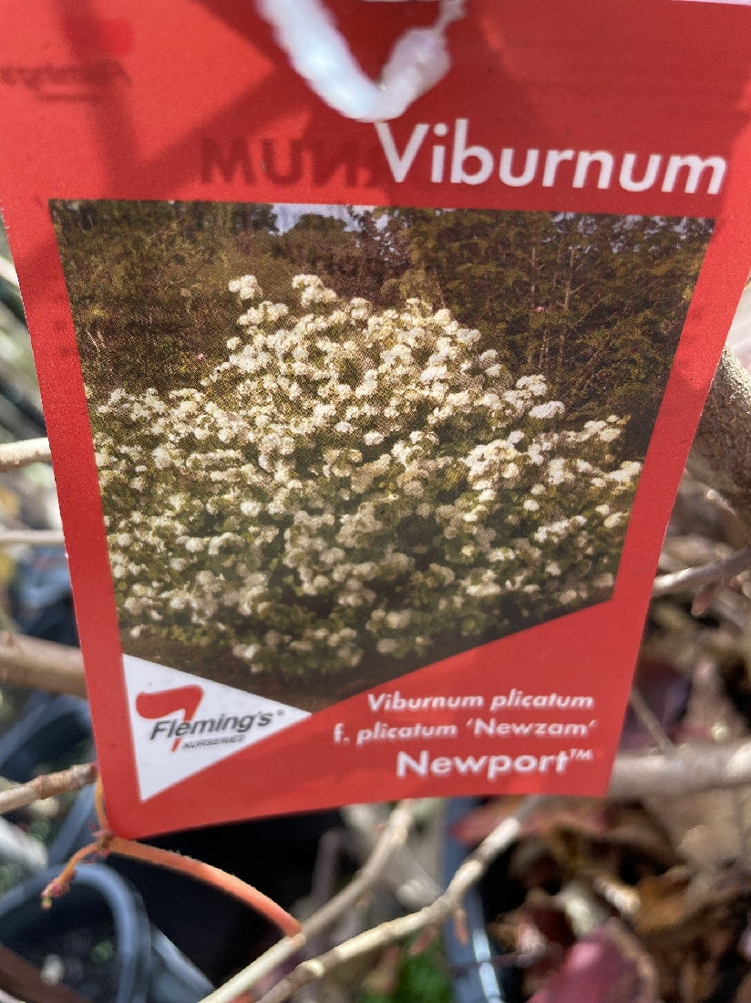 VIBURNUM PLICATUM NEWZAM 30CM – Poyntons Nursery