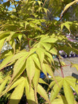 ACER PALMATUM ICHIGYOJI 30CM