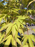 ACER PALMATUM ICHIGYOJI 30CM