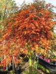 ACER INABA SHIDARE 40CM 
