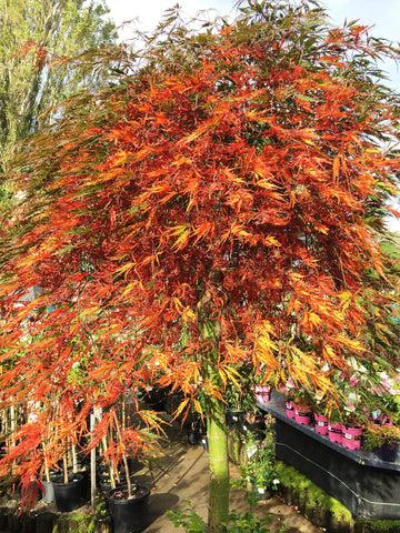 ACER INABA SHIDARE 40CM 