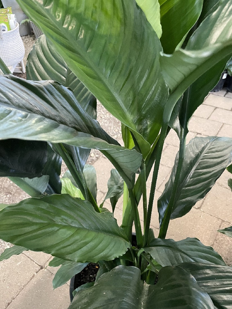 blue moon peace lily SPATHIPHYLLUM BLUE MOON 30CM – Poyntons Nursery