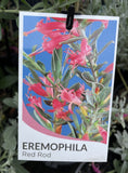 EREMOPHILA CALORHABDOS 14CM