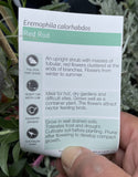 EREMOPHILA CALORHABDOS 14CM