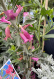 EREMOPHILA CALORHABDOS 14CM
