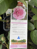 ROSE DELBARD BELLE PARFUME 20CM 