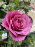 ROSE DELBARD BELLE PARFUME 20CM 
