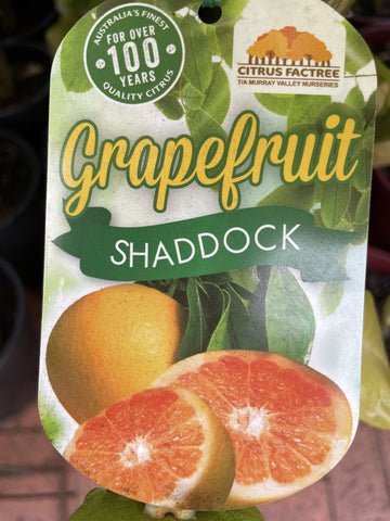 GRAPEFRUIT SHADDOCK 25CM – Poyntons Nursery