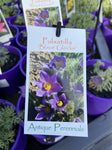 PULSATILLA BLAUE GLOKE 14CM