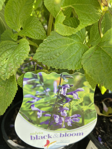 SALVIA BLACK & BLOOM 14CM 