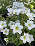 SAXIFRAGA WHITE 14CM 