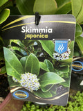 SKIMMIA JAPONICA 15CM