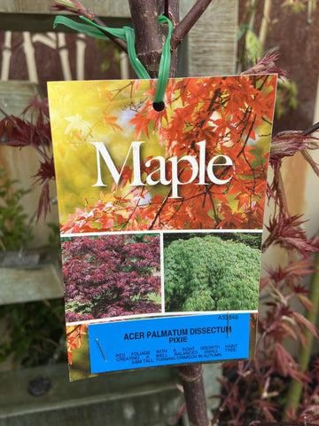 ACER PALMATUM PIXIE 30CM