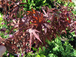 ACER PALMATUM PIXIE 30CM