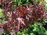 ACER PALMATUM PIXIE 30CM