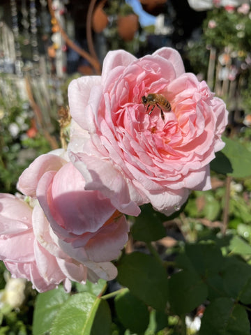 ROSE DAVID AUSTIN EGLANTYNE 20CM 