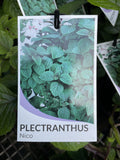 PLECTRANTHUS NICO 14CM