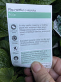 PLECTRANTHUS NICO 14CM