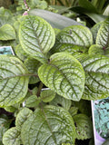 PLECTRANTHUS NICO 14CM