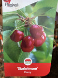 CHERRY STARKRIMSON 33CM