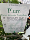 PLUM GREEN GAGE 33CM