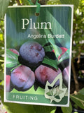PLUM ANGELINA 33CM