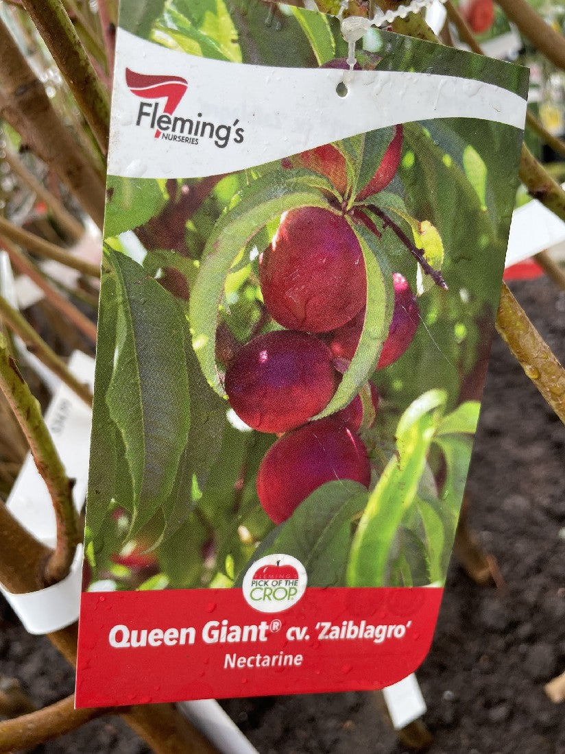 NECTARINE QUEEN GIANT 33CM Poyntons Nursery