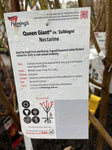 NECTARINE QUEEN GIANT 33CM
