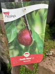 NECTARINE ARCTIC ROSE 33CM