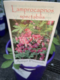 LAMPROCAPNOS SPECTABILIS 14CM