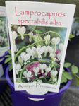 LAMPROCAPNOS SPECTABILIS ALBA 14CM