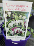 LAMPROCAPNOS SPECTABILIS ALBA 14CM