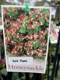 LONICERA GOLD FLAME 14CM
