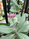 LONICERA GOLD FLAME 14CM