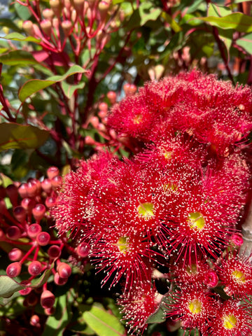 CORYMBIA WILDFIRE GRAFTED 30CM