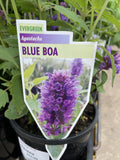 AGASTACHE BLUE BOA 14CM