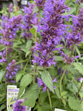 AGASTACHE BLUE BOA 14CM