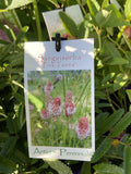 SANGUISORBA PINK TANNA 14CM
