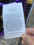 SANGUISORBA PINK TANNA 14CM