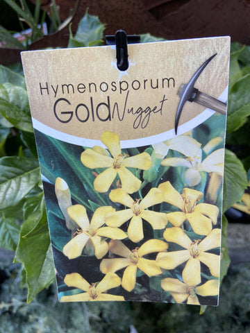 HYMENOSPORUM GOLDEN NUGGET 14CM