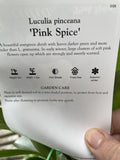 LUCULIA PINK SPICE 20CM