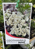 OZOTHAMNUS PETITE 14CM