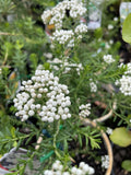 OZOTHAMNUS PETITE 14CM