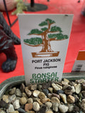 BONSAI FICUS