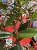 BONSAI FICUS